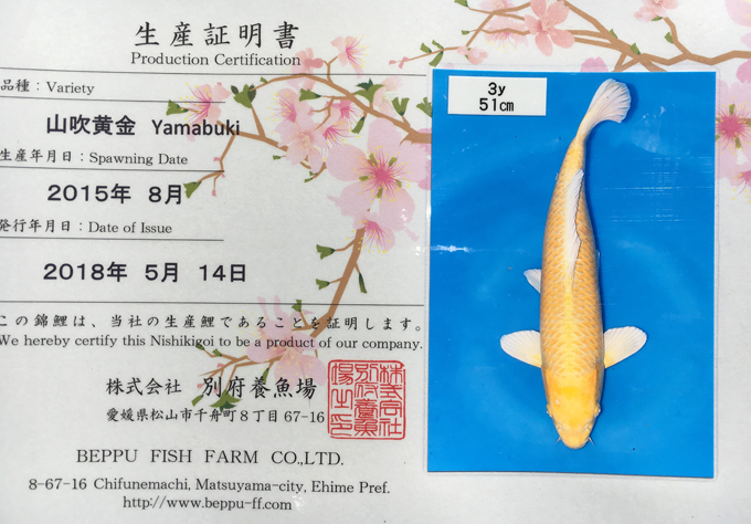 Beppu Yamabuki Certificate