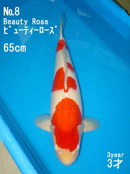 Autumn has arrived and Japan's koi breeders are busy 