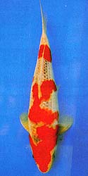 Discover the Ultimate Guide to Goshiki Koi - Uncover the Beauty of Koi Breeds 1