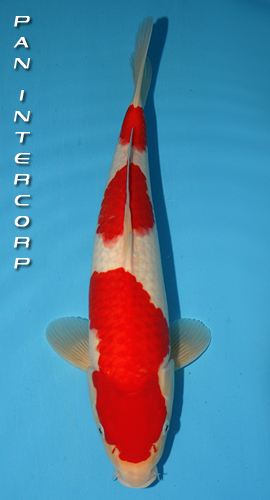 Sandan Kohaku