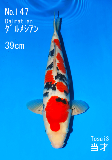 Koi.com -Koi Details - Dalmatian