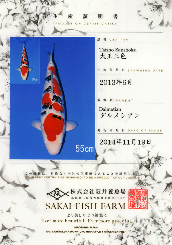 Koi.com -Koi Details - Dalmatian