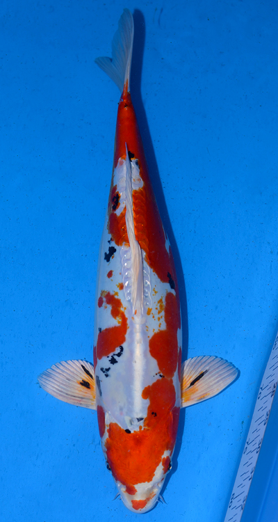Heisei Nishiki