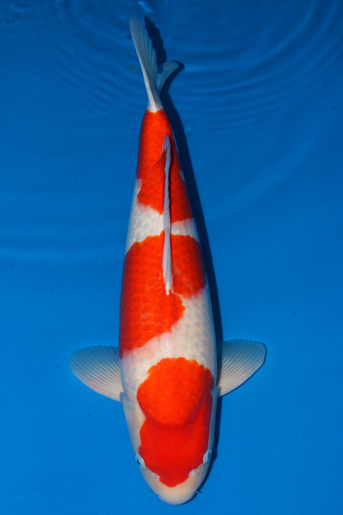 Magnum Kohaku