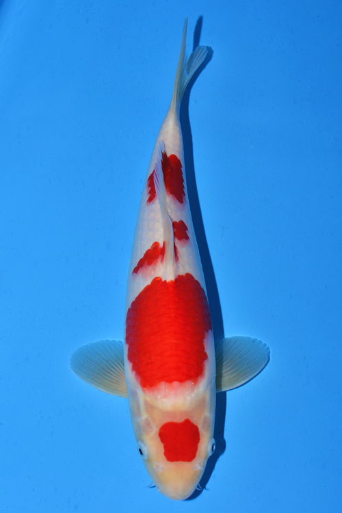 Maruten Kohaku