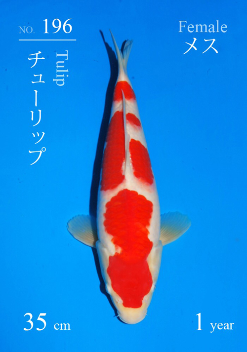 Tulip Kohaku