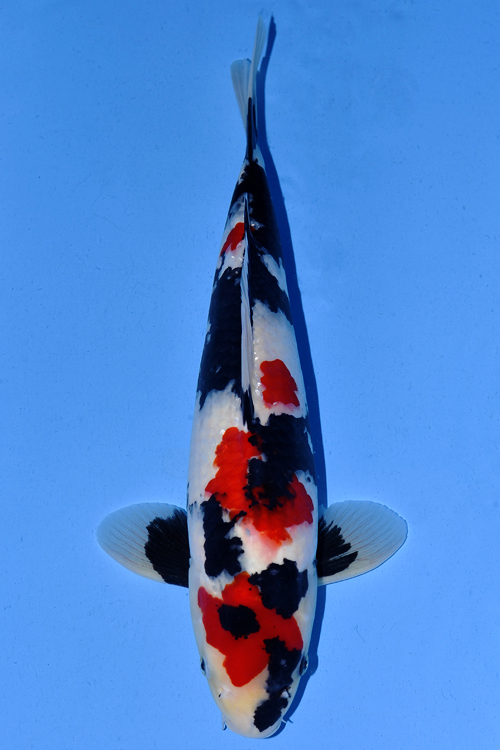 Sakai Showa