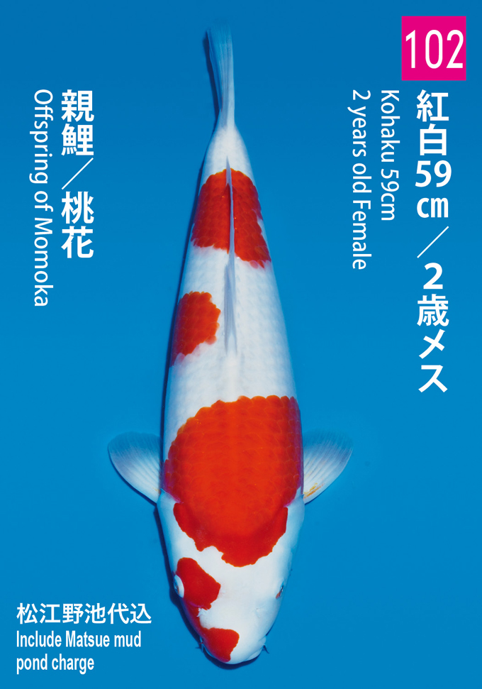 Koi.com -Koi Details - Matsue Kohaku