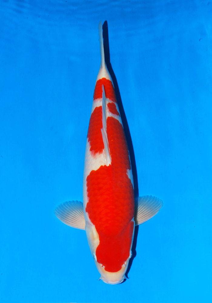 Sakai Kohaku