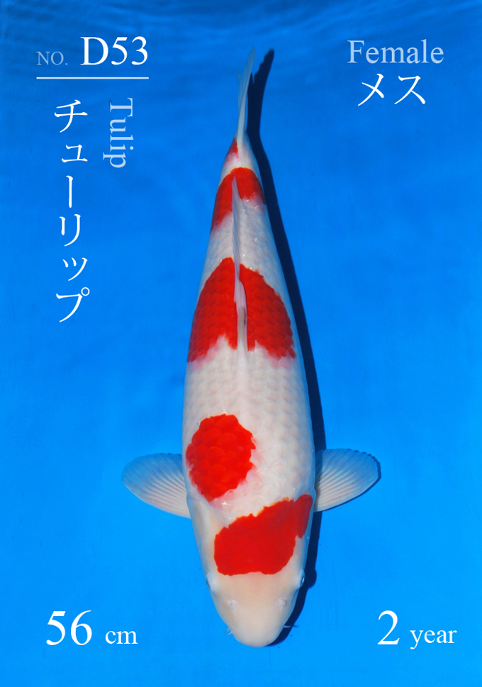 Tulip Kohaku