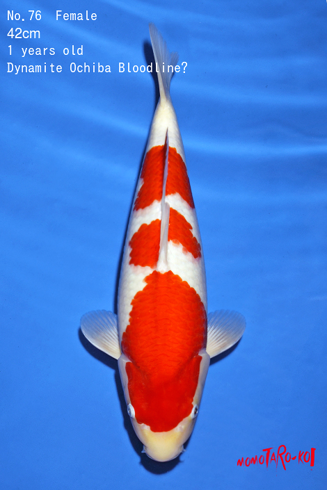Momotaro Kohaku