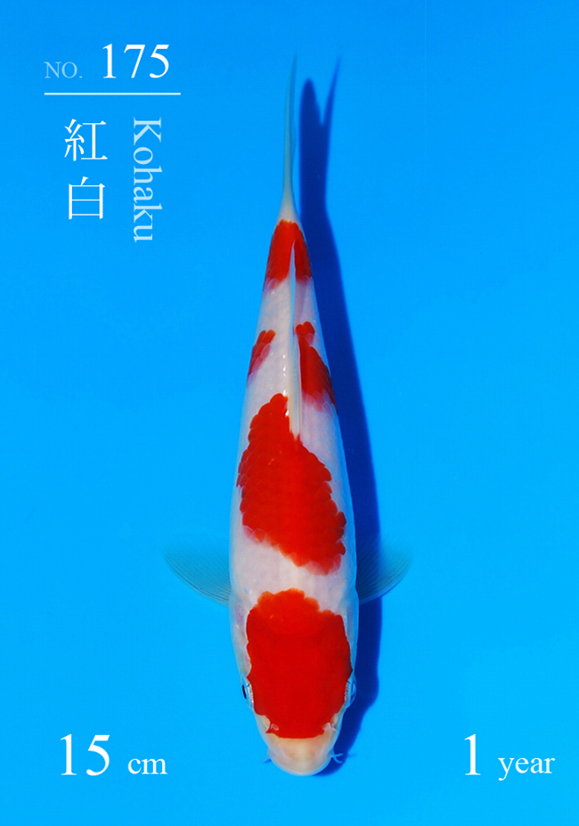 Sakai Kohaku