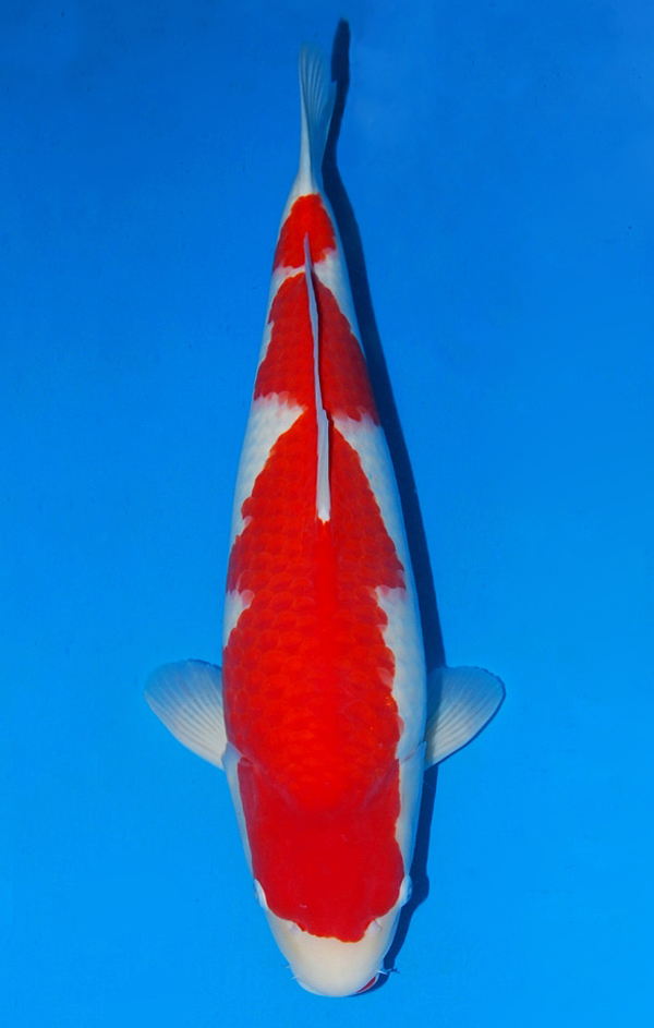 Sakai Kohaku