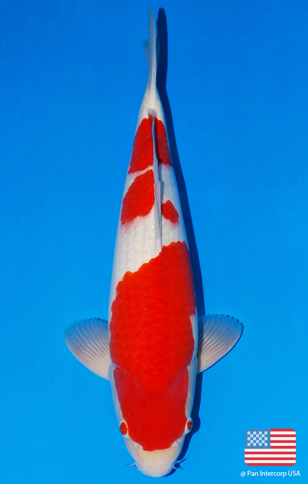 Sakai Kohaku