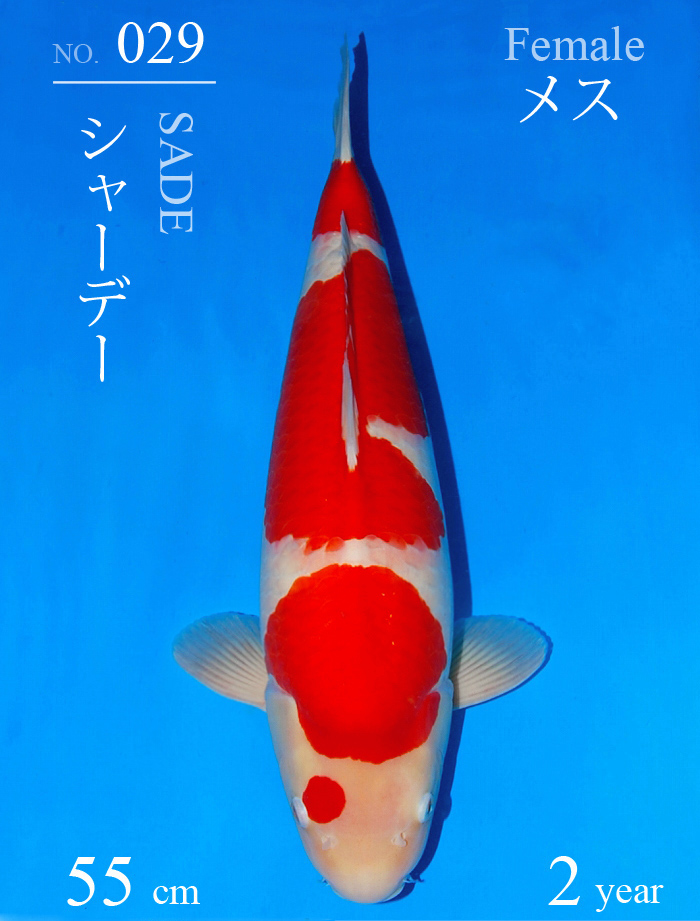 Sakai Kohaku
