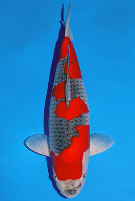 Koi Com Hall Of Fame